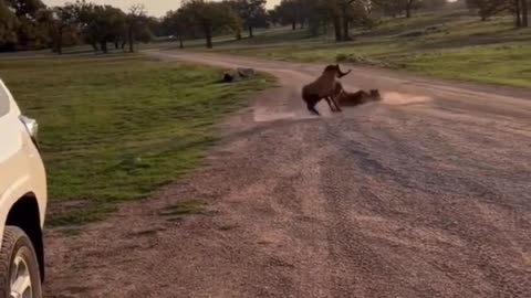 Two goat dangerous fighting video