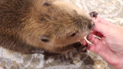 Begging beaver