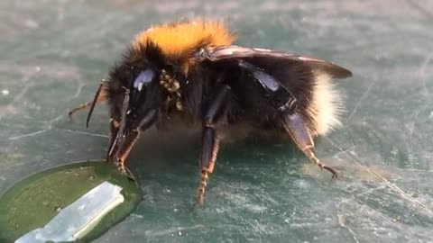 A bee drinks water