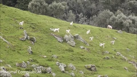 Baby Lamb (Sheep) Goes Baa - CUTEST Compilation