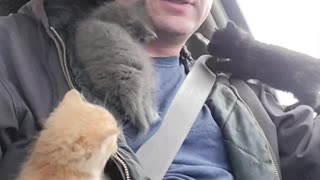 Five Kittens Climb All Over Man That Rescued Them