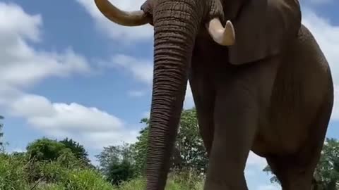 Pressing the elephant