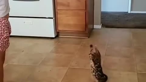 cute cat cartwheeling