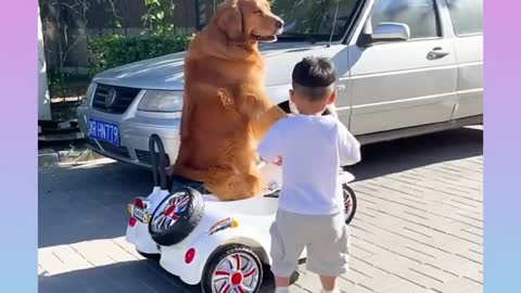 Cute and funny Dog 22