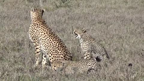 Nashipae a mother cheetah in Maasai Mara, protects her cubs from other cheetahs