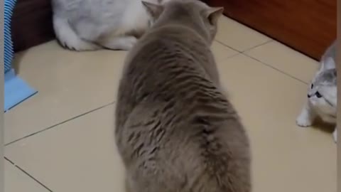 Mama cat and baby cut cat fight her servant
