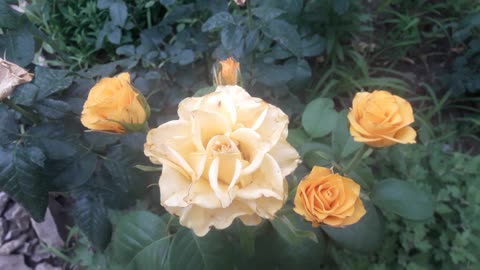 Yellow rose family