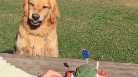 No one can touch the Golden retriever cake
