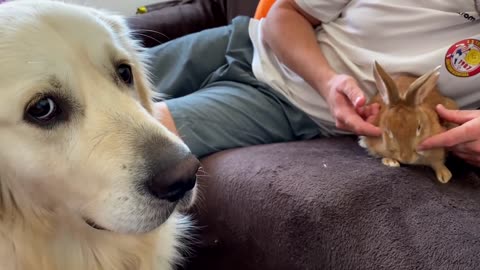 Golden Retriever Meets Pregnant Rabbit for the First Time!