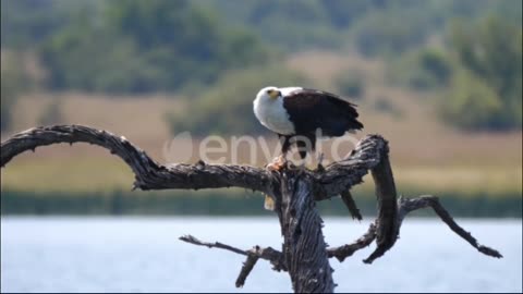 Eagle eats a fish on a tree branch