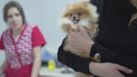 Woman hands holding small dog pomeranian spitz waiting for their turn to the veterinary clinic