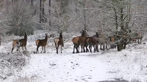 Herd Of Deer Running On Snowy Road