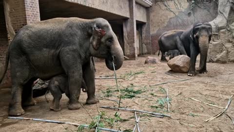 WATER GREAT DAY: Endangered Baby Elephants Take A Dip And Play With Their Mum In German Zoo's Pool