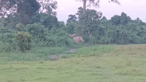 Elephant in my village