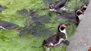 Another kind of birds😀 Feeding penguins at Copenhagen ZOO