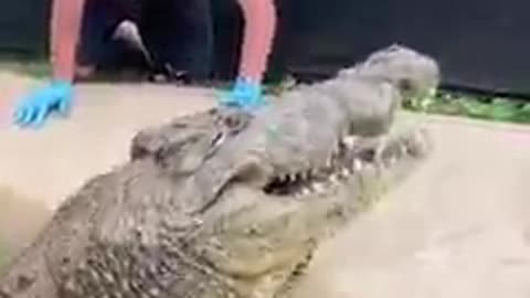 Crocodile Eats MASSIVE Boa Constrictor!