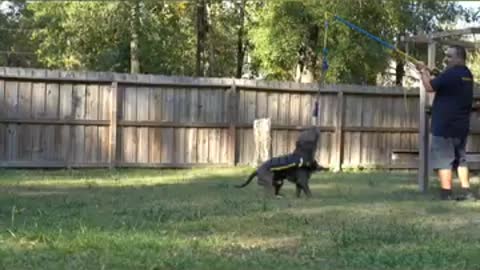 Five (5) American bully muscle training exercises that well get your dog muscular