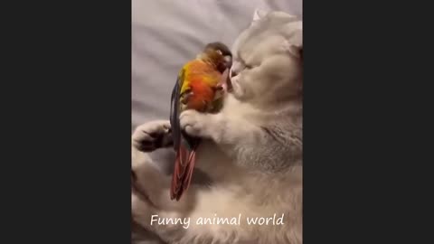 Funny cat videos 2024 _ Funny animal videos _ cats fail moments 2024 _ try not to laugh