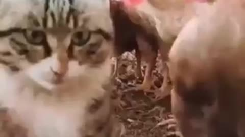 Funny cat reaction 😺😺🤣🤣🤣