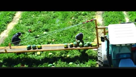 The incredible process of processing watermelon