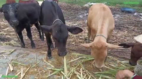 Cow Cute, Cow Funny Videos