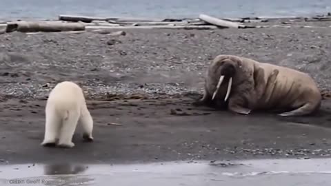 When Animals Mess With The Wrong Opponent