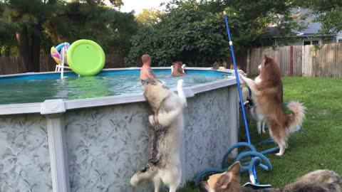 Impatient husky lucky