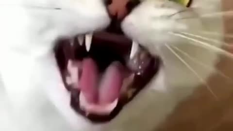 FUNNIEST CAT VIDEOS-😂😂😂