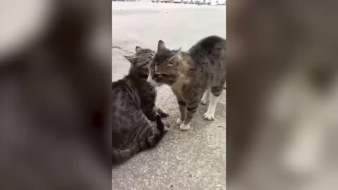 Fighting cats vs. Barking man