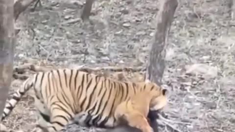 Tiger eating