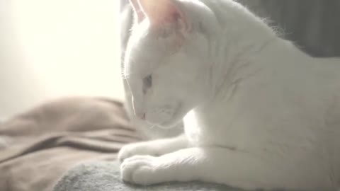 Sleep Cat | Baby Sleep Cat | Funny Sleep Cat Video | Sleep Kitten Video | Sleep Cat Free Music