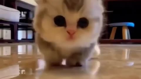 Cute kitten cat walk 😍||#rumble