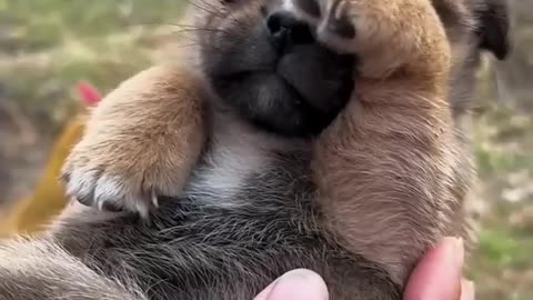 Cute puppy . A beautiful moment