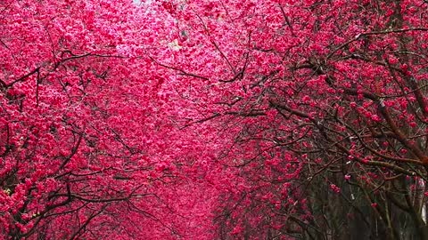 "There are many charming flowers in the world, but I like trees with fruits."