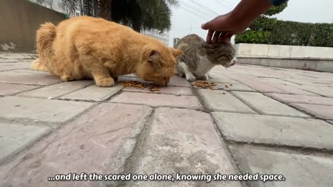 Cats are so hungry they are waiting for food