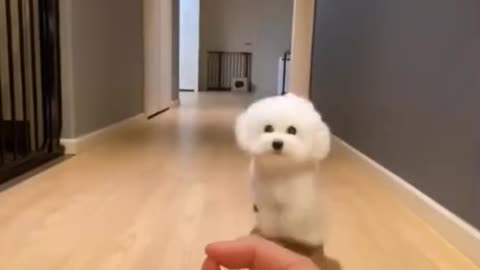 CUTE DOG - adorable puppy