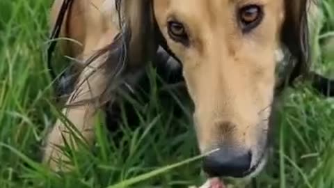 Dog Keeps Trying To Bite Bone In The Park