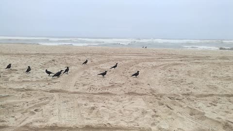 A group of crows on the beach