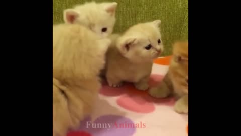 So many cute kittens
