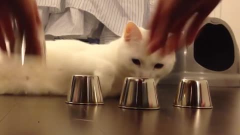 Smart cat play game like a BOSS !
