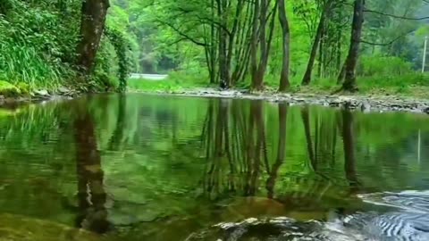 A very beautiful view of a river in the forest🥰😍