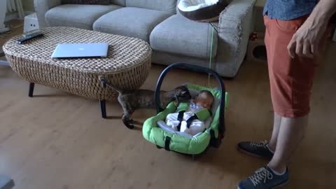 Cats & Babies Meeting the FIRST Time video compilations