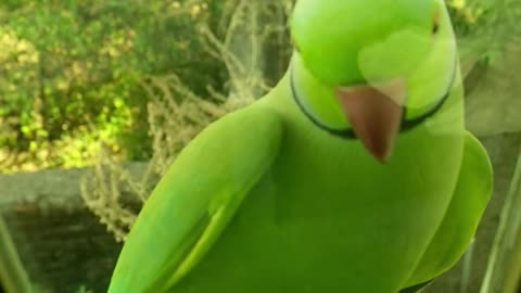 Indian ringneck stands by the window