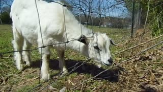 Goat - A Life Lesson