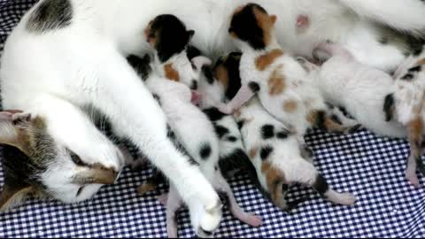 Cat is breastfeeding her kittens