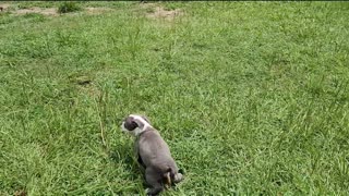 POCKET PUPPY IN TRAINING