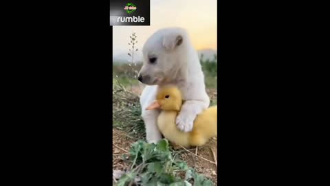 Little hens and dog funny video #funny dog #funny hens