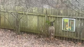 Deer 🦌 NW NC at The Treehouse 🌳 Lady eats the last bit of green in the yard Scamp says cmon Mom