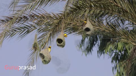 Baya Weaver bird Nesting