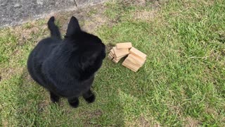 Cat chilling with brick